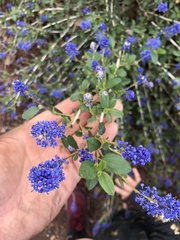 Ceanothus lemmonii