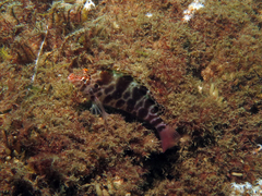 Cirrhitichthys aprinus