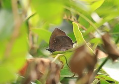 Mahathala ameria