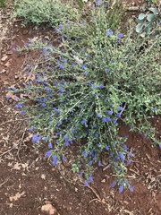 Ceanothus lemmonii