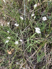 Allium amplectens