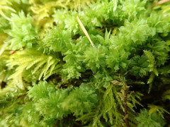 Plagiomnium venustum