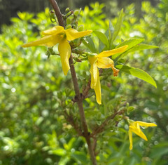 Forsythia viridissima