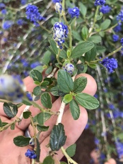 Ceanothus lemmonii