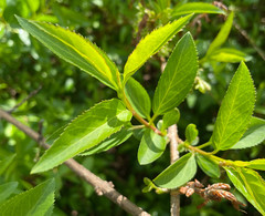Forsythia viridissima