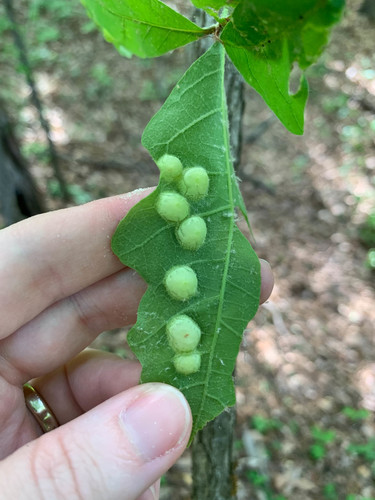 Oak Wart Gall Wasp photo 3
