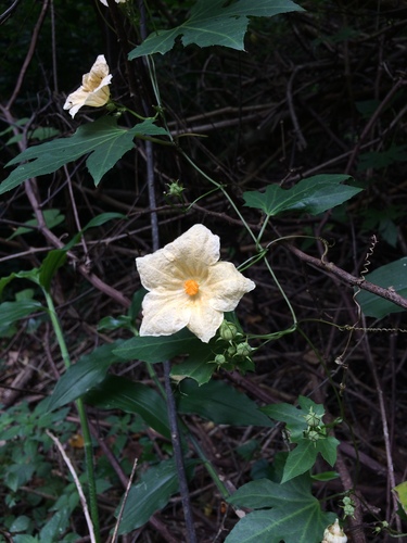 Wild cucumber (Coccinia mackenii)
