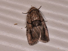 Sympistis infixa