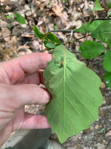 Oak Petiole Gall Wasp photo 4