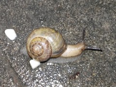 Acusta ravida