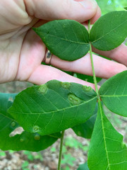 Phylloxera pilosula