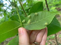 Phylloxera pilosula