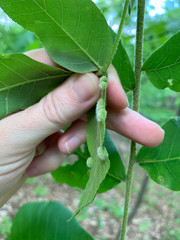 Phylloxera pilosula