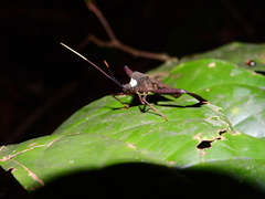 Acanthocephalini