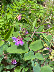 Lathyrus venosus