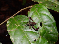Acanthocephalini