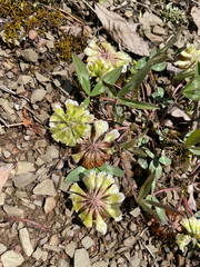 Trifolium virginicum