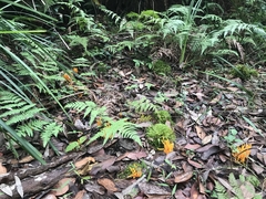 Clavulinopsis sulcata