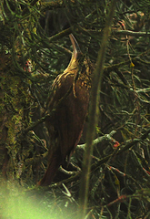 Xiphorhynchus fuscus