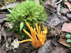 Clavulinopsis sulcata