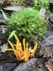 Clavulinopsis sulcata