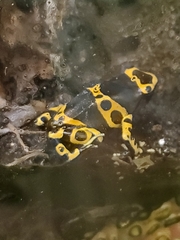 Dendrobates leucomelas