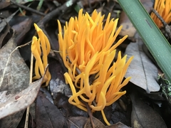 Clavulinopsis sulcata