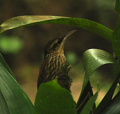 Xiphorhynchus fuscus