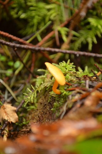 Chrysomphalina aurantiaca image