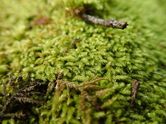 Claopodium whippleanum