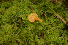 Chrysomphalina aurantiaca image