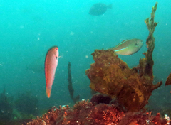 Stethojulis interrupta