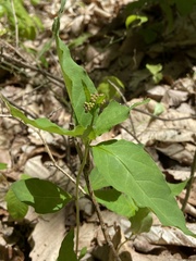 Asclepias quadrifolia