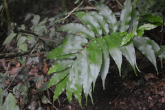 Phanerophlebia