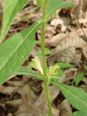 Triosteum angustifolium