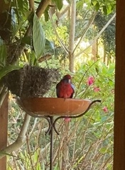 Platycercus elegans elegans