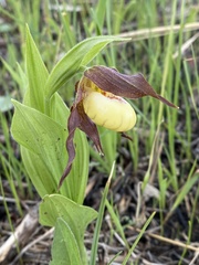 Cypripedium