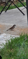 Passer domesticus