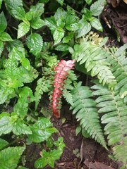 Blechnum parrisiae