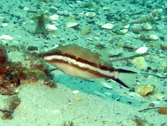 Canthigaster callisterna