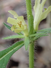 Triosteum angustifolium