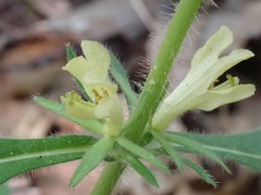 Triosteum angustifolium
