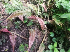 Blechnum parrisiae