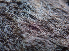 Pseudephebe pubescens