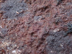 Gloeocapsopsis magma