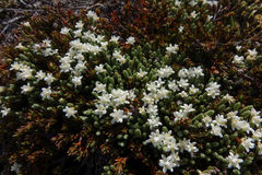 Kelleria villosa