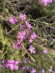 Linanthus californicus