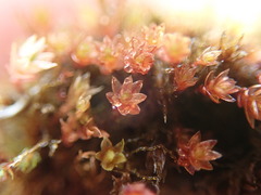 Imbribryum