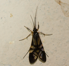 Macrostemum hyalinum