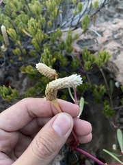 Blutaparon vermiculare